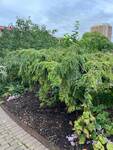 Plant name: Weeping Canadian Hemlock Tsuga canadensis cv. Pendula